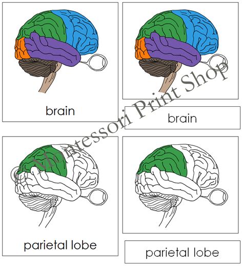 Parts Of A Human Brain 3 Part Cards Montessori Nomenclature Made By