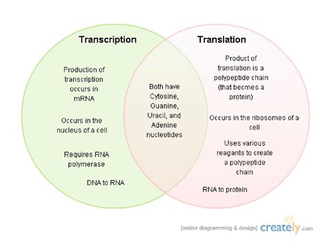 Transcription And Translation Chart