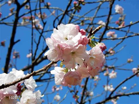 福禄寿 桜図鑑｜公益財団法人日本花の会