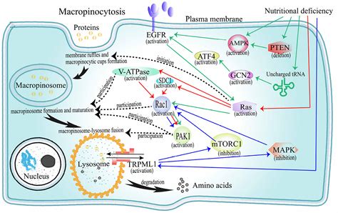 Frontiers The Dual Role Of Macropinocytosis In Cancers Promoting