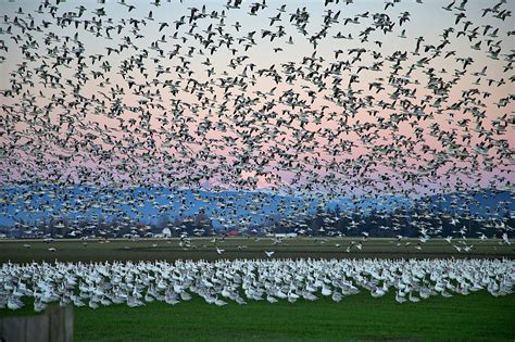 Will The Largest Bird Flu Outbreak In History Lead To A Human Pandemic