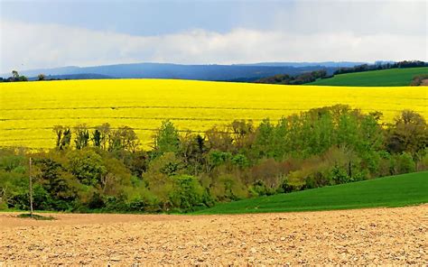 D Clic Et Clac Pleyben Les Champs De Colza En Fleurs Le T L Gramme