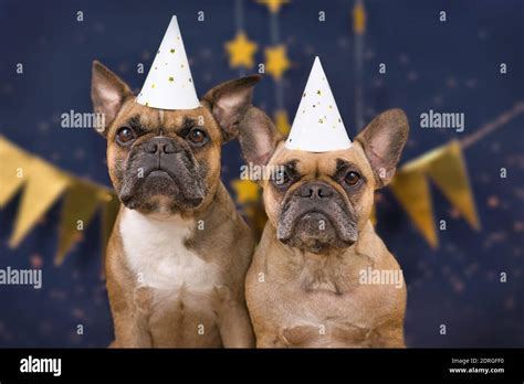 Pair Of Cute French Bulldog Dogs Wearing New Years Eve Party