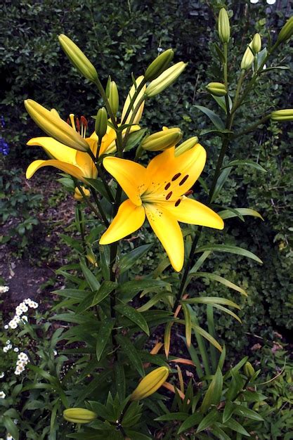 Premium Photo | Yellow lily garden