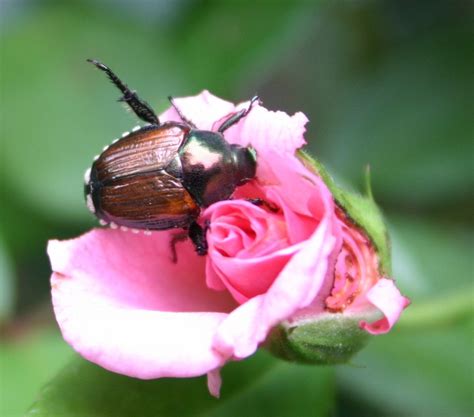 Japanese Beetle – Plants Resistant to Them | Walter Reeves: The Georgia ...