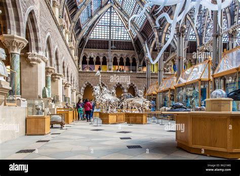 Natural history museum of Oxford Stock Photo - Alamy