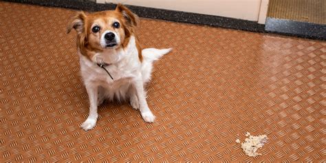 Dog Anti Vomiting Medications – At-Home, OTC, Prescription & FAQ