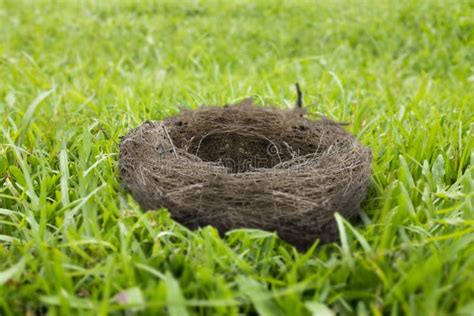 Nid Vide D Oiseau Sur L Herbe Photo Stock Image Du Architecture