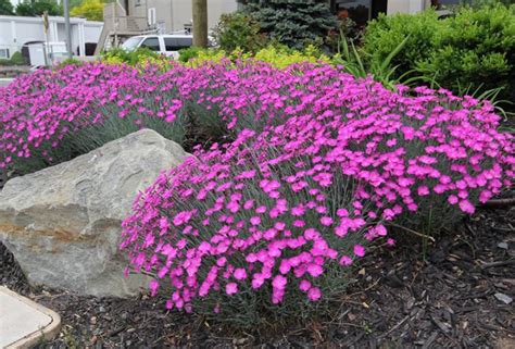 Firewitch Dianthus Live Gallon Plant Etsy