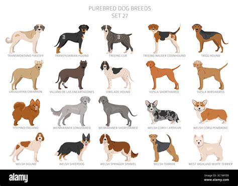 collection   dog breeds collection   sets realistic image
