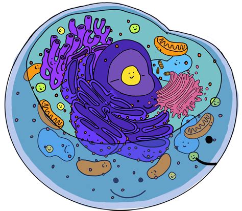All Of The Cell Organelles Diagram And Functions Vacuole In