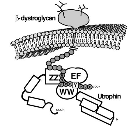 Schematic organisation of β dystroglycan and utrophin carboxy terminus