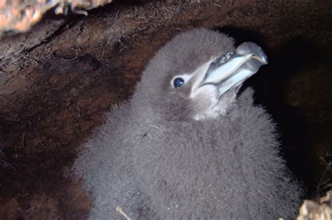 Protecting The Westland Petreltāiko This Summer In Punakaiki West