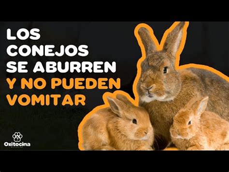 Los Secretos M S Curiosos De Los Conejos Que Te Sorprender N