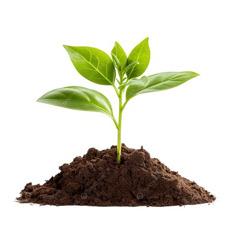 Small Plant In Humus Soil, Plant, Soil, Growth PNG Transparent Image