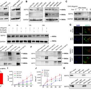 LH1 Binds With SEPT2 And Enhances Actin Polymerization A Venn Diagram