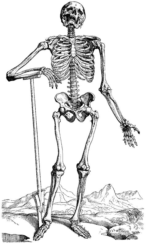 Coloring Pages Of Skeletons