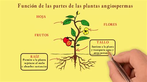 Plantas Imagenes De Angiospermas Estas Plantas Florales Tienen En Su