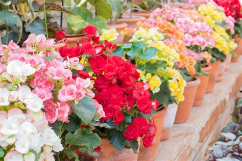 Types of Wax Begonia: In-Depth Guide on Varieties & Uses - Foliage ...