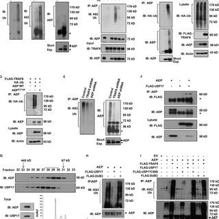 A Schematic Diagram Of Asparaginyl Endopeptidase Aep Regulation By