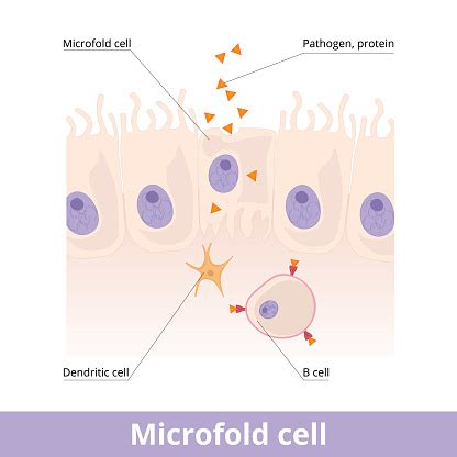 Microfold Cell Stock Illustration - Download Image Now - Abdomen ...