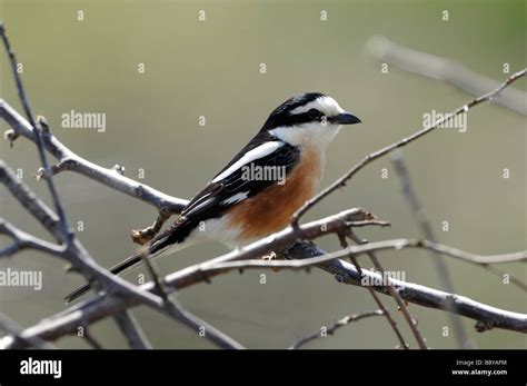 Masked Shrike Perched Southern Turkey Stock Photo Alamy