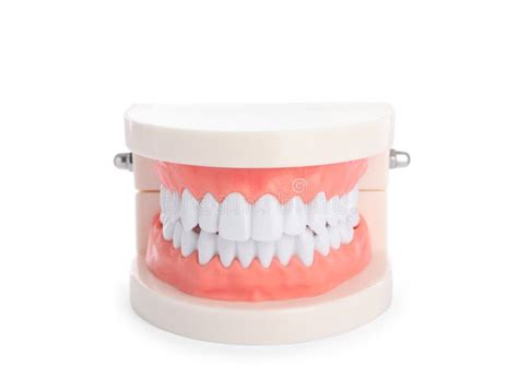 Modelo De Typodont Dental Educativo Aislado En Blanco Imagen De Archivo