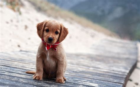 Very Cute Puppy Wallpapers - Top Free Very Cute Puppy Backgrounds - WallpaperAccess