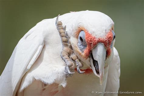 Long Billed Corella 6 Kim Wormald Lirralirra