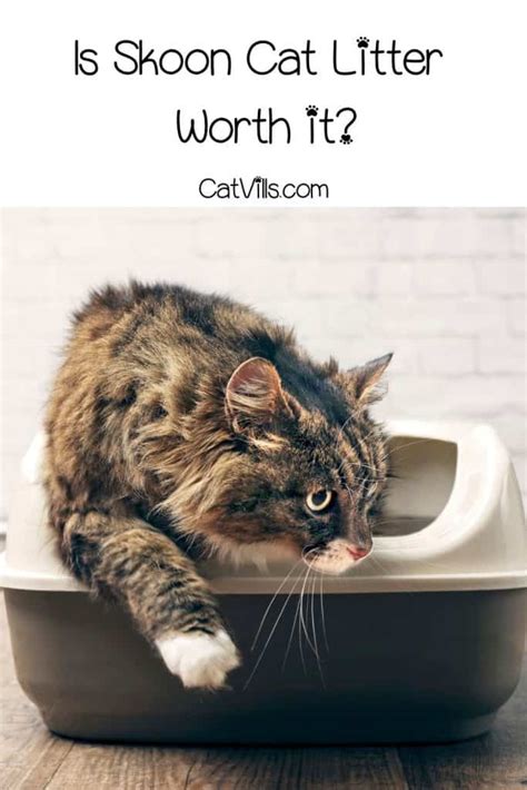 5 Skoon Cat Litters for Happy Cats and Clean Homes