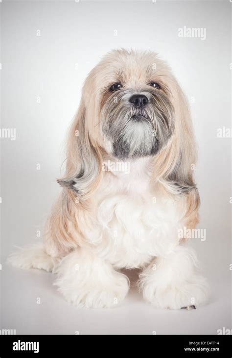 Lhasa Apso Puppy Hi Res Stock Photography And Images Alamy