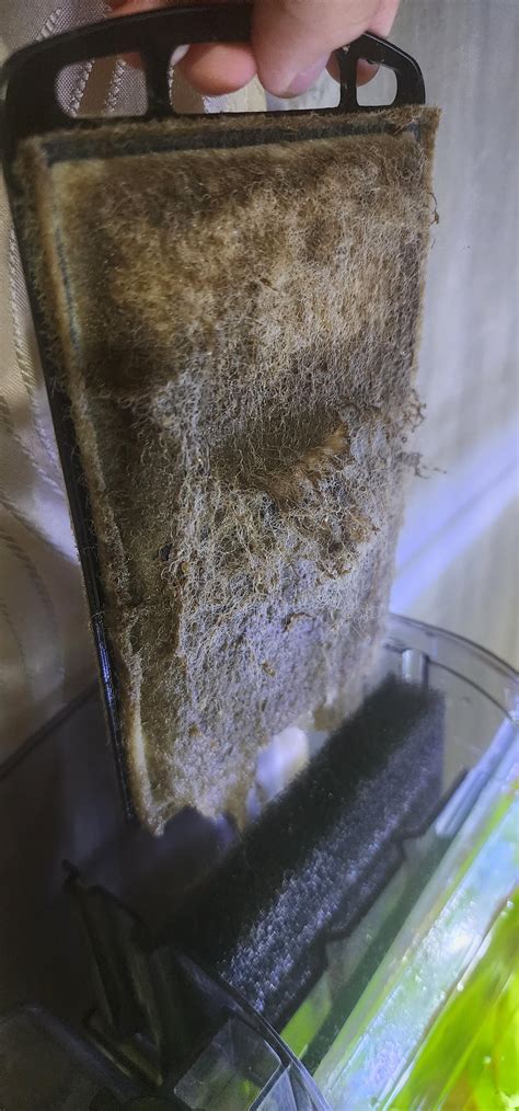 Clean it or Replace it? : r/Aquariums