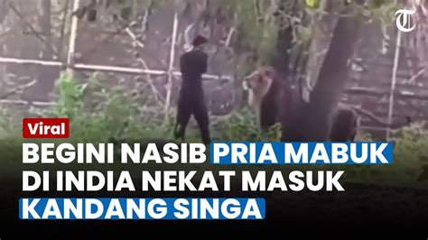 Detik Detik Pria Mabuk Nekat Masuk Kandang Singa Nyaris Diterkam YouTube