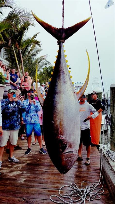 Huge 1258 Pound Yellowfin Tuna Ocean City Md Fishing