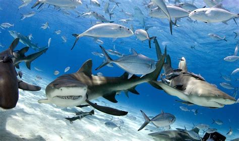 12 Sharks You Should Know - Ocean Conservancy