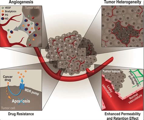 The Tumor Microenvironment Top Left Insert Angiogenesis Due To Tumor