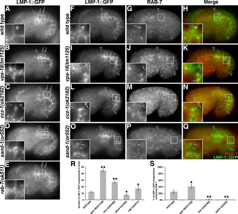 Analysis Of LMP 1 GFP Trafficking AE Mutations In B Vps 18 C