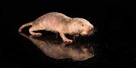 Unveiling The Fascinating World Of Naked Mole Rats Surprising Survival