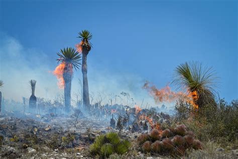 La Mayoría De Los Incendios Provocados Por Actividades Ilícitas Gaceta Unam