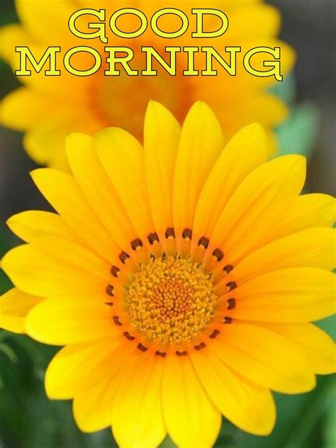 Good Morning Sunshine! | Good morning cards, Good morning flowers, Good ...