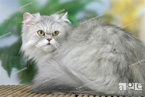 Silver Chinchilla Persian Kittens