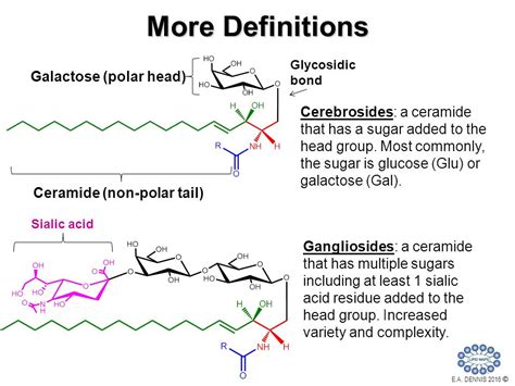 Biom Chem Pharm Sphingolipid And Sterol Metabolism