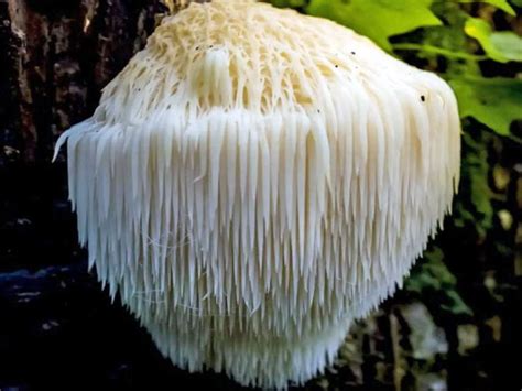 Where To Find Lion S Mane Mushroomstalkers