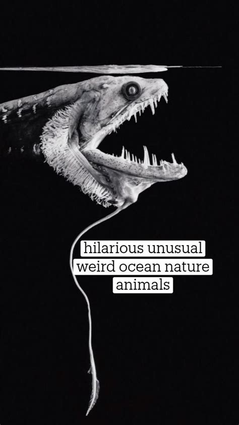 hilarious unusual weird ocean nature animals | Nature animals, Animal photography, Marine animals