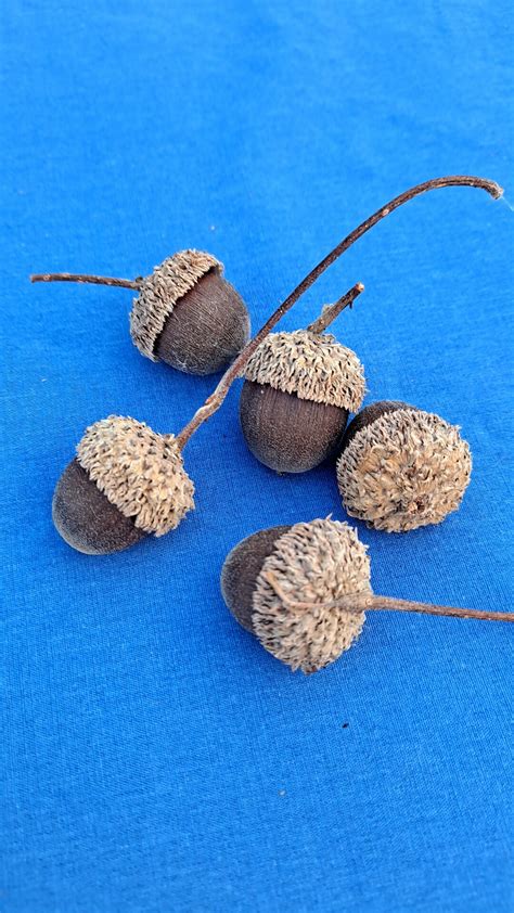 Natural Swamp White Oak Acorns With Caps (quercus Bicolor) 10 Acorns - Etsy