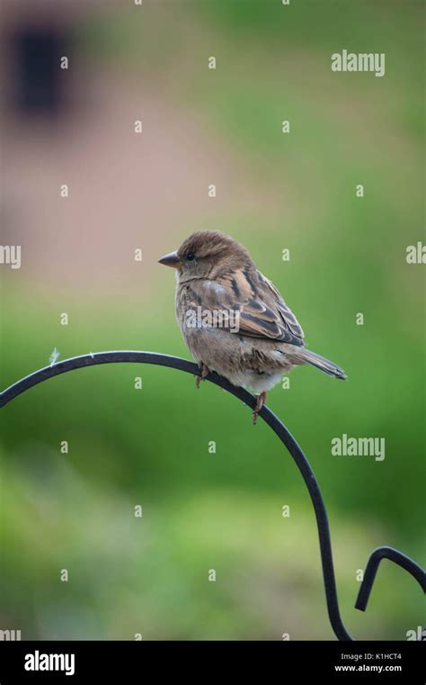 Bird Photography on garden Bird feeder Stock Photo - Alamy