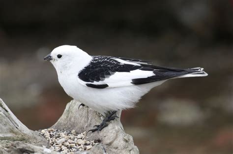 Snow Bunting Winter Birds Of Alberta INaturalist Canada