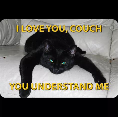 Funny Black Cat Meme