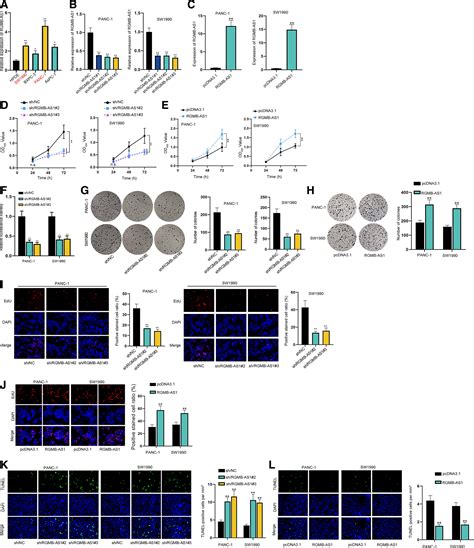 LncRNA RGMB AS1 Facilitates Pancreatic Cancer Cell Proliferation And