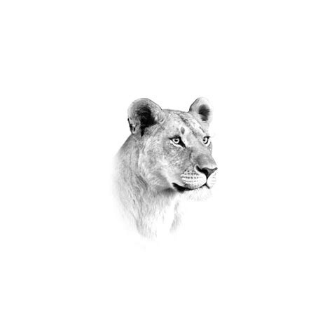 Top Lioness Tattoo Ideas Inspiration Guide Artofit